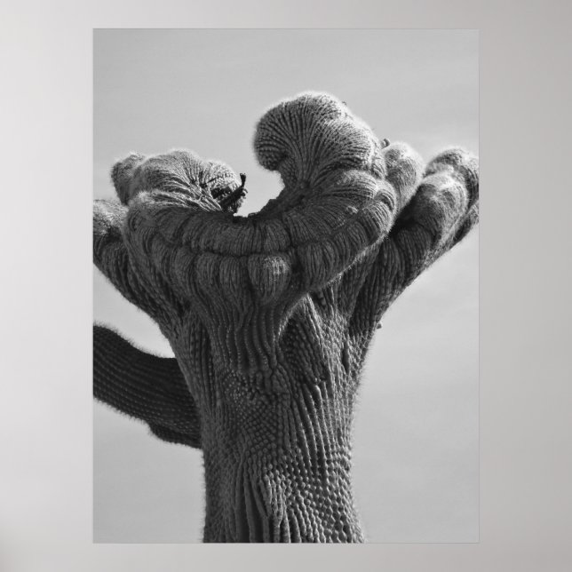 A Rare Saguaro Cactus Poster (Vorne)