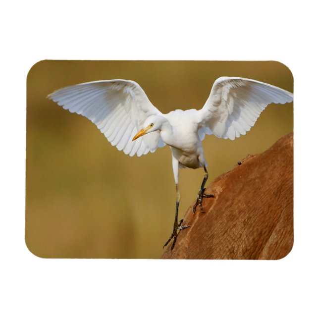 A Rinder (Bubulcus Ibis) Magnet (Horizontal)