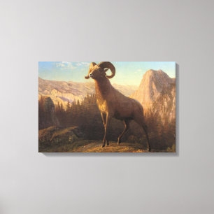 A Rocky Mountain Sheep, Bierstadt Albert Leinwanddruck