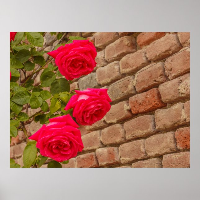 a roses climb on a brick wall poster (Vorne)