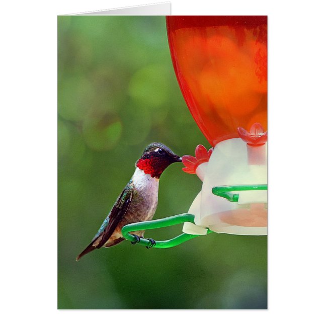 A Ruby Throated Hummingbird (Vorne)