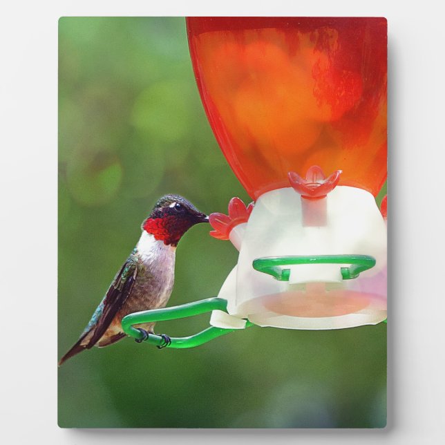 A Ruby Throated Hummingbird Fotoplatte (Vorderseite)