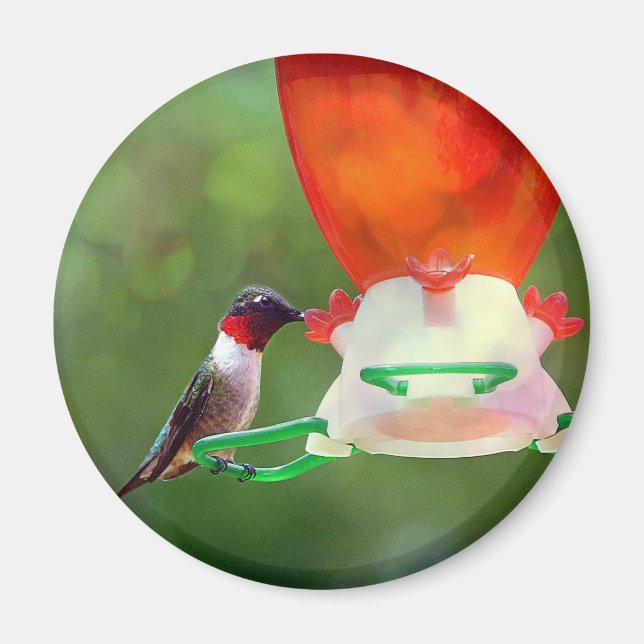 A Ruby Throated Hummingbird Magnet (Vorne)