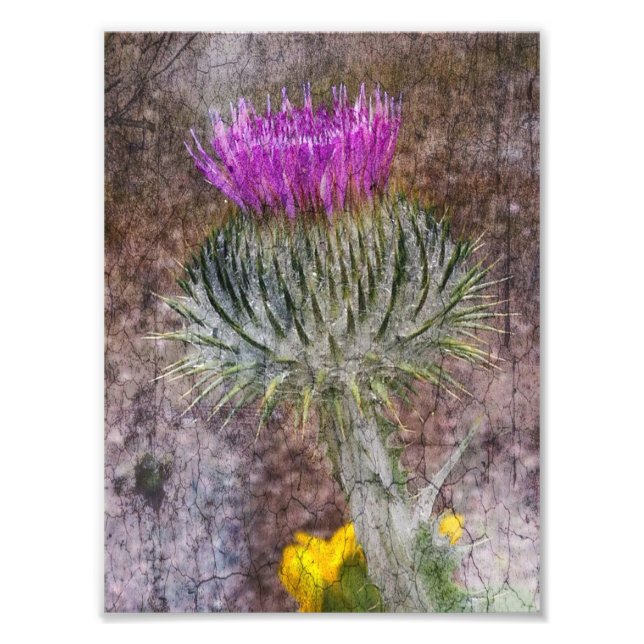 A Scottish Thistle Fotodruck (Vorne)