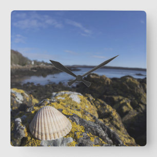 A Seashell Sits On A Rock   Dumfries, Scotland Quadratische Wanduhr