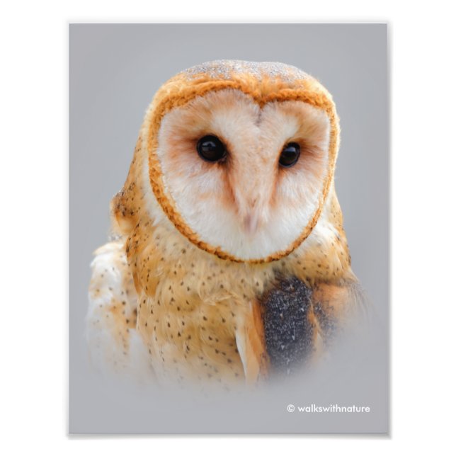 A Serene Barn Owl Fotodruck (Vorne)