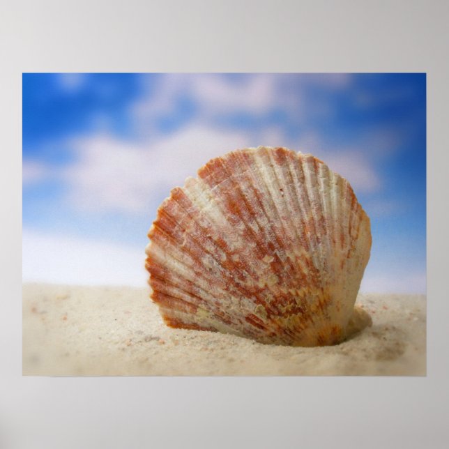 A Shell Propped In The Sand Poster (Vorne)
