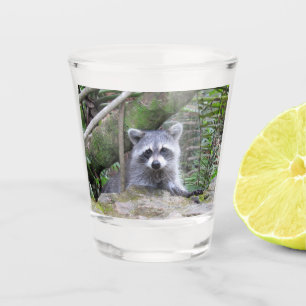 A Shot Bébé adorable Raccoon en verre de tir