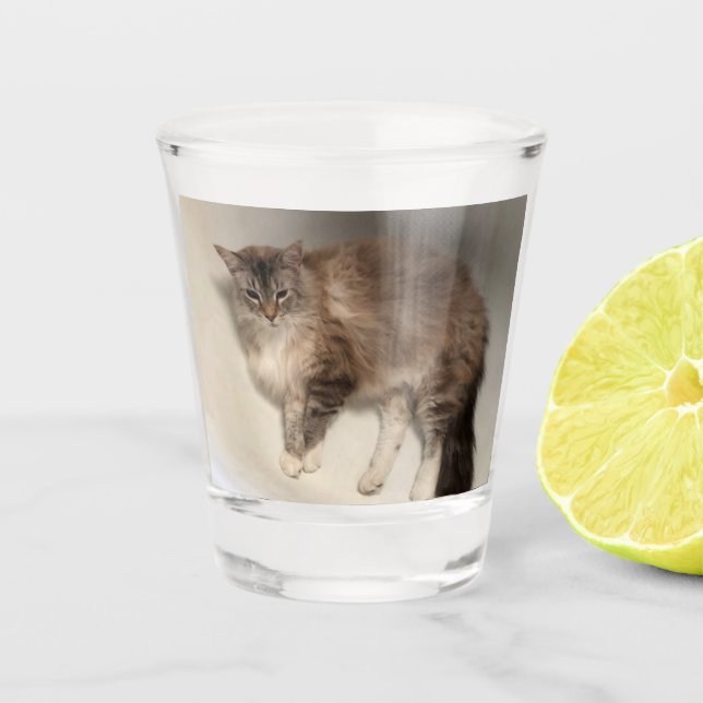 A Shot Verre de capture de chat (Devant)