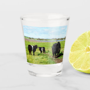 A Shot Verre Tiré, Vache Galloway Pour La Mère Et Le Bébé