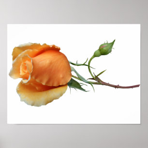 A single rose cutting poster