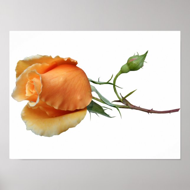A single rose cutting poster (Vorne)