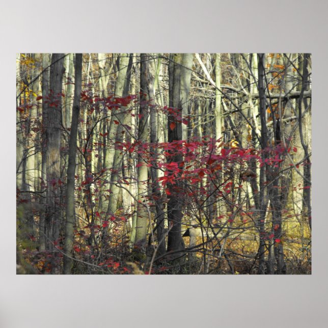 A Spray of Red Leaves Poster (Vorne)