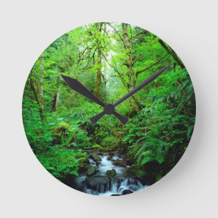 A stream in an old-growth forest runde wanduhr