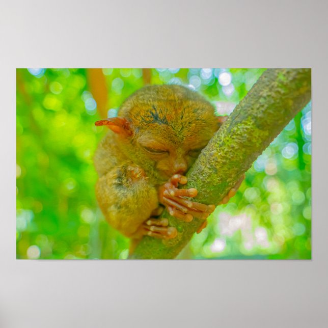 A Tarsier's Tranquil Slumber in Bohol Poster (Vorne)