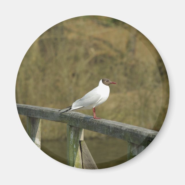 A tern - Magnet (Vorne)