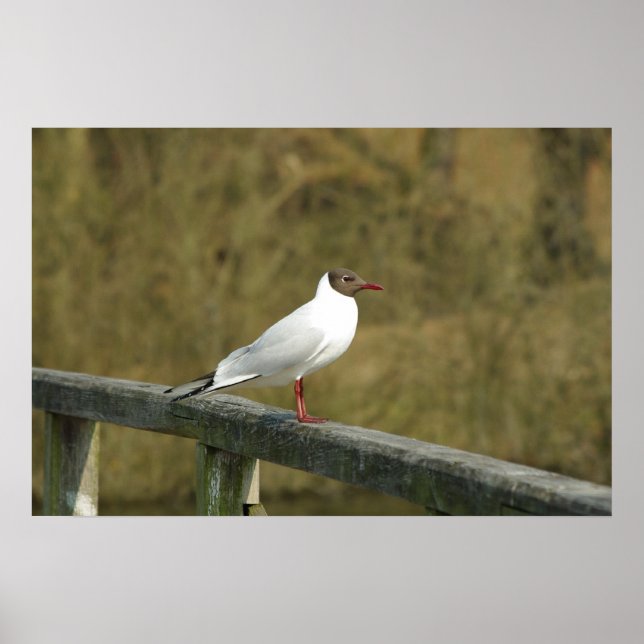 A Tern Poster (Vorne)