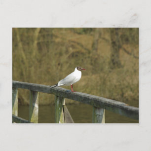 A tern - Postkarte
