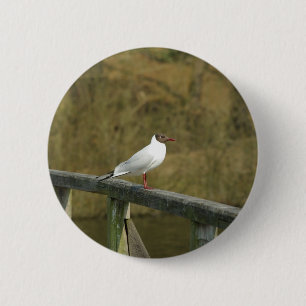 A tern - Taste Button