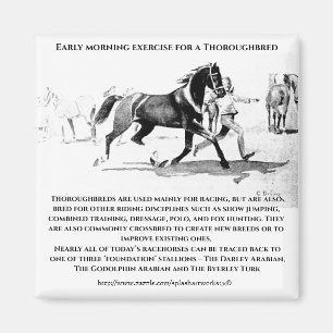 "A Thoroughbard in Training" Magnet