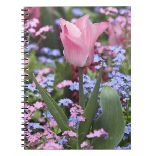 A tulip at Luxembourg Gardens, Paris, France Notizblock
