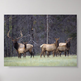 A und Sein Harem Poster