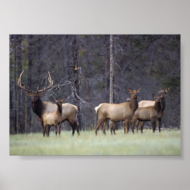 A und Sein Harem Poster (Vorne)