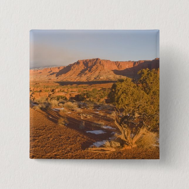 A Utah Juniper Juniperus osteosperma) Baum in 2 Button (Vorderseite)