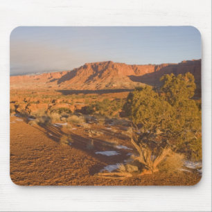 A Utah Juniper Juniperus osteosperma) Baum in 2 Mousepad