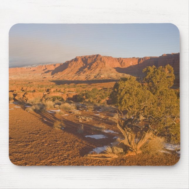 A Utah Juniper Juniperus osteosperma) Baum in 2 Mousepad (Vorne)
