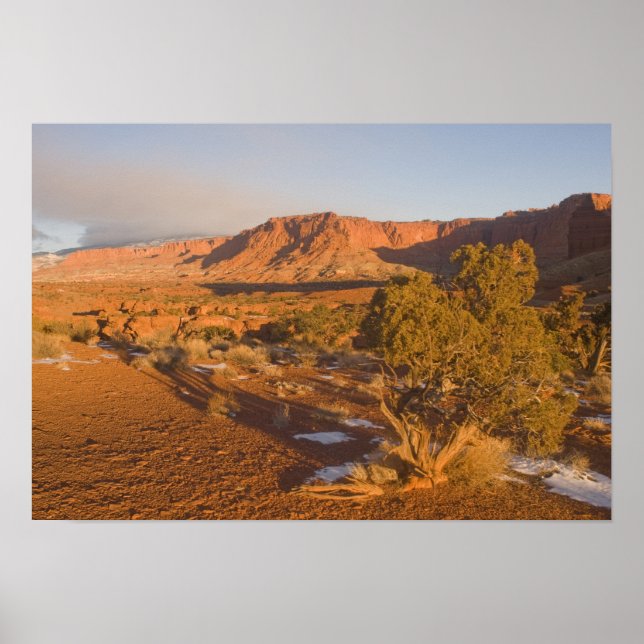 A Utah Juniper Juniperus osteosperma) Baum in 2 Poster (Vorne)