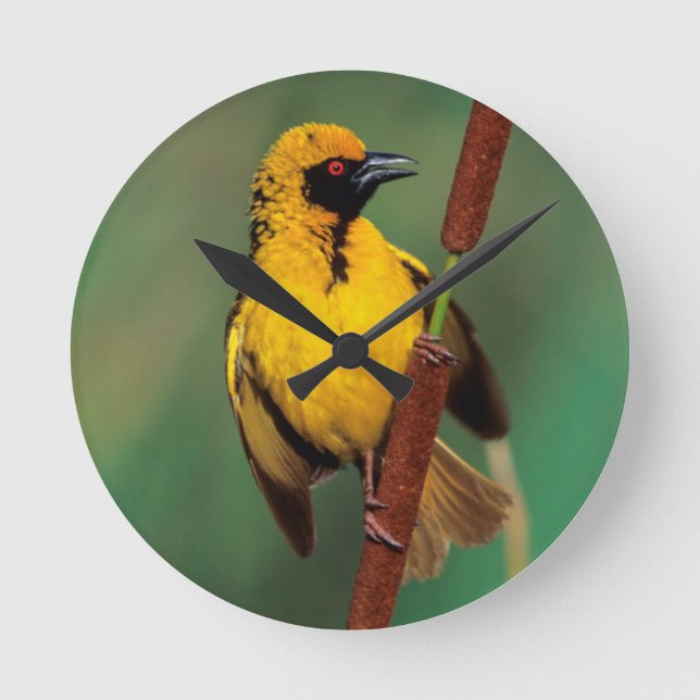 A Village Weaver calling while perched on a reed Runde Wanduhr (Vorderseite)