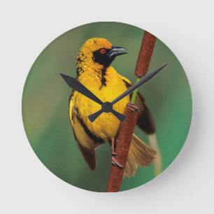 A Village Weaver calling while perched on a reed Runde Wanduhr