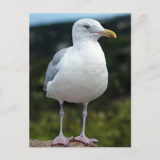 A Young Seagull Postkarte