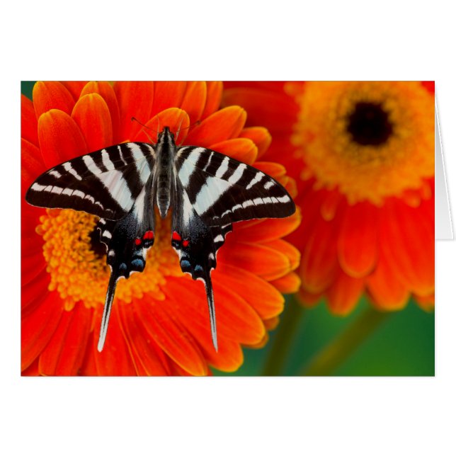 A Zebra Frack Butterfly (Vorderseite (Horizontal))