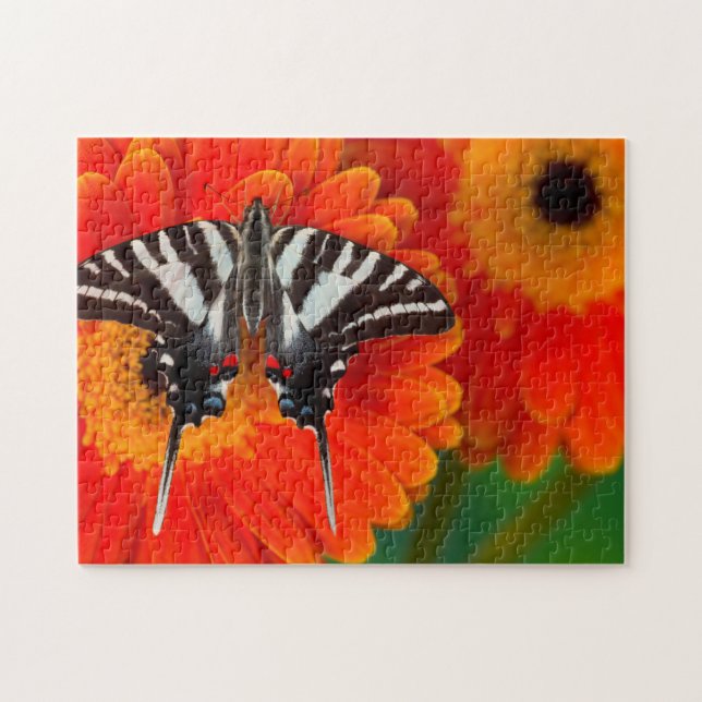 A Zebra Frack Butterfly (Horizontal)