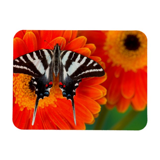 A Zebra Frack Butterfly Magnet (Horizontal)