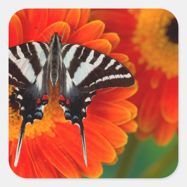 A Zebra Frack Butterfly Quadratischer Aufkleber (Vorderseite)