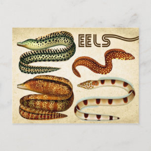 Aale Postkarte