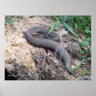 Aalende Cottonmouth-Schlange Poster