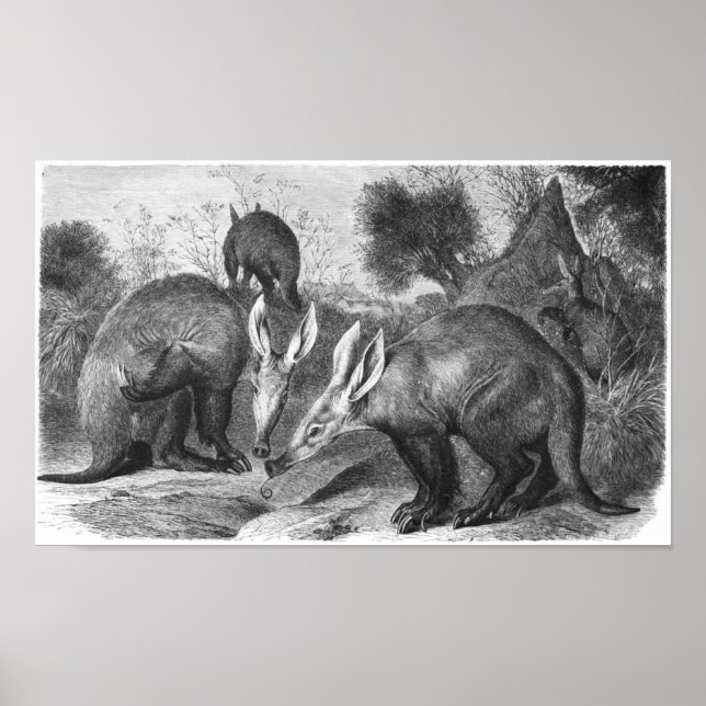 Aardvark - Orycteropus nach Portfolio Poster (Vorne)