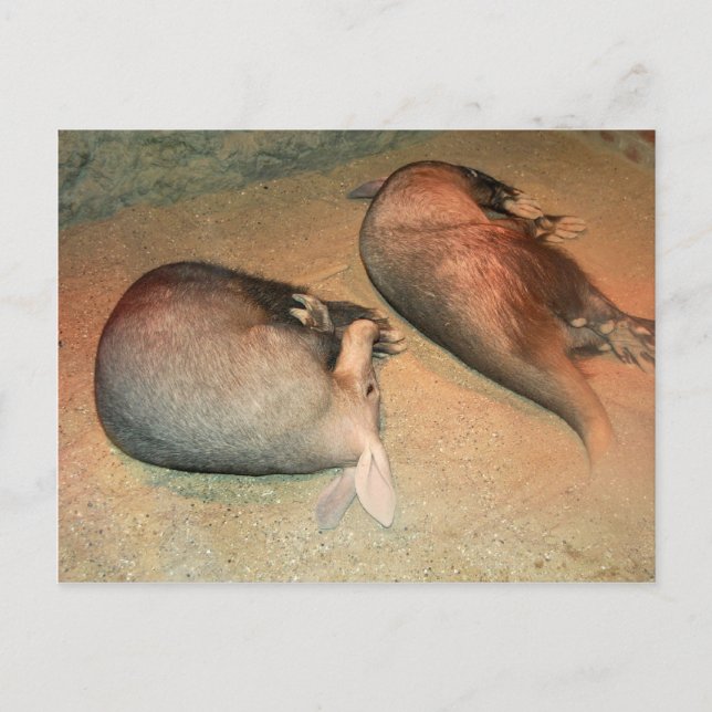 Aardvarks Postcard Postkarte (Vorderseite)