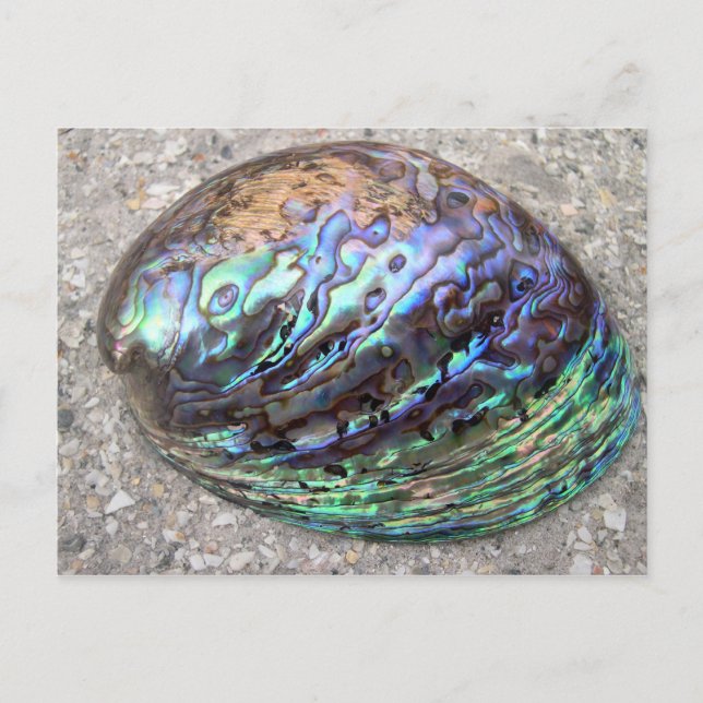 Abalone Postkarte (Vorderseite)