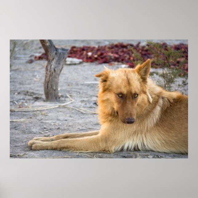 Abandoned Dog Poster (Vorne)
