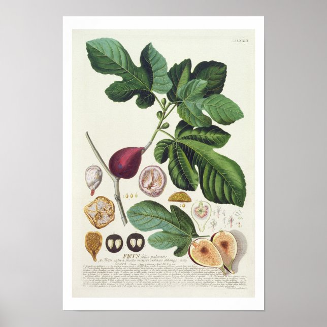 Abb., eingraviert von Johann Jakob Haid (1704-67) Poster (Vorne)