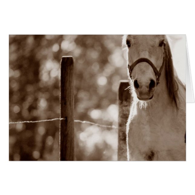 Abbildung 1 (Vorderseite (Horizontal))