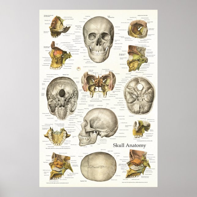Abbildung 24 X 36 der menschlichen Schädelanatomie Poster (Vorne)