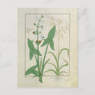 Abbildung aus dem "Buch der einfachen Arzneimittel Postkarte