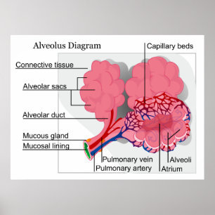 Abbildung des Alveolus von Säugetieren in der Lung Poster
