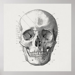 Abbildung des klassischen Schädeldiagramms Poster
